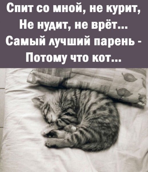 Потому что кот...