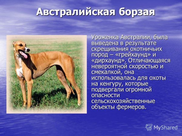 Борзая