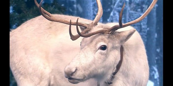 Срём в башмак 83