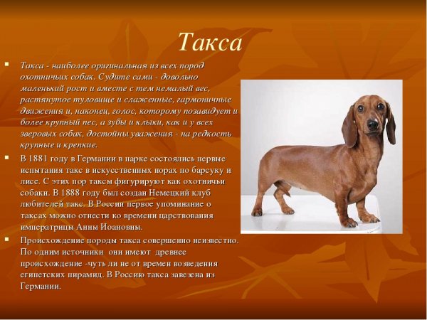 Такса