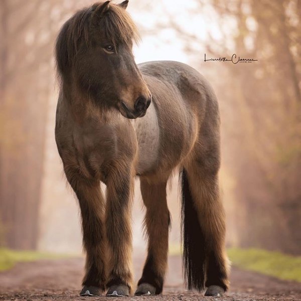 Horses lovers