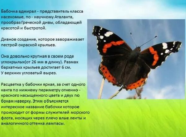 Бабочка адмирал