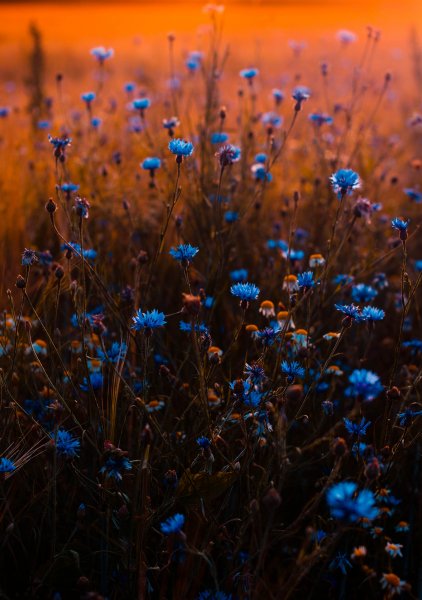 Pexels-irina-iriser-673857