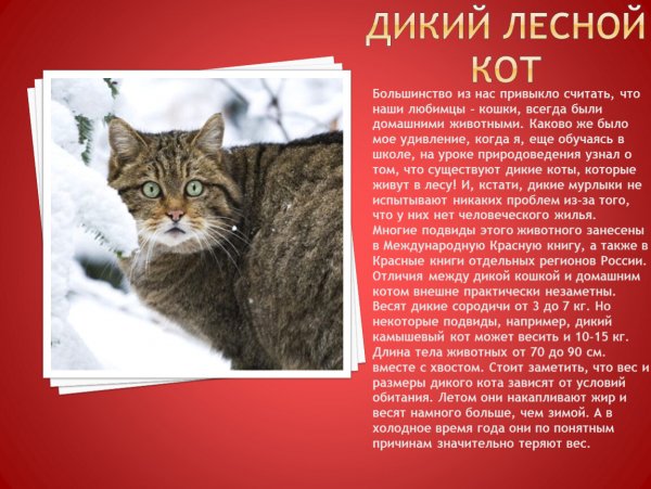 Дикий лесной кот