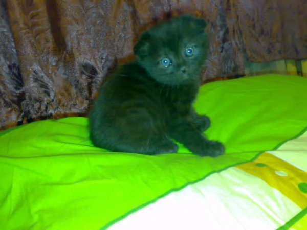image 0002