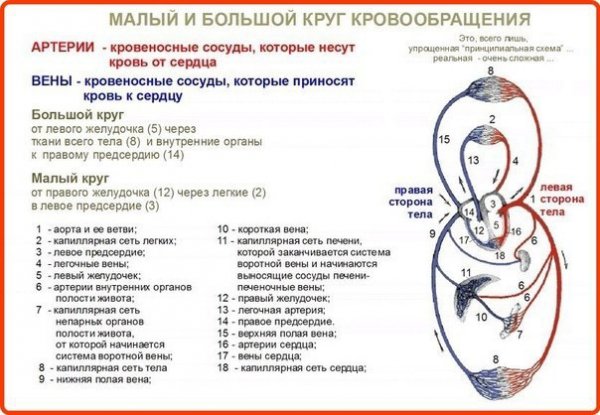 Кровообращения