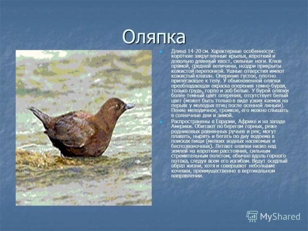Оляпка