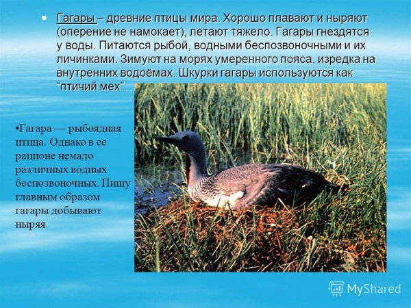 Гагары