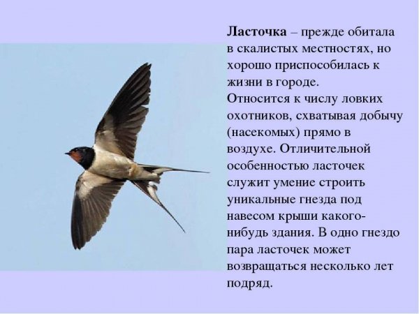Ласточка