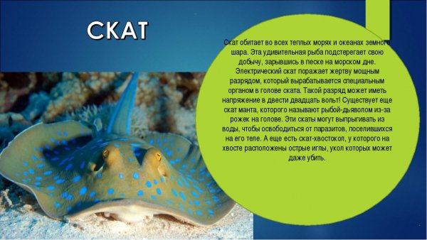 Скат
