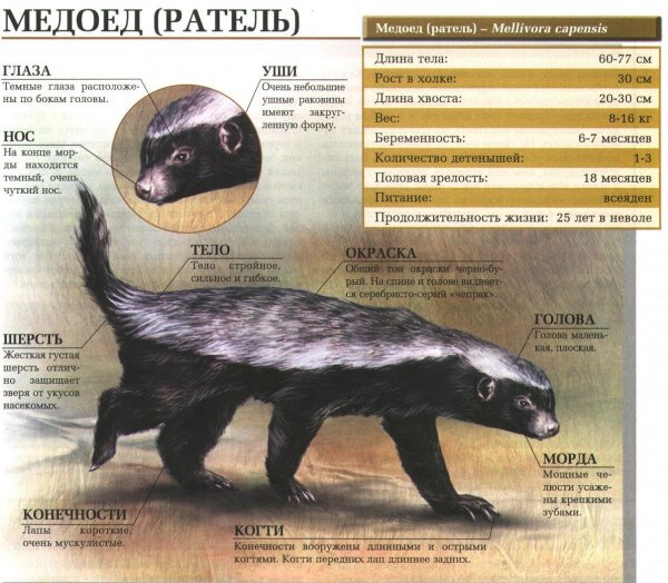 Медоед ( ратель )