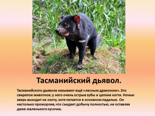Тасманийский дьявол