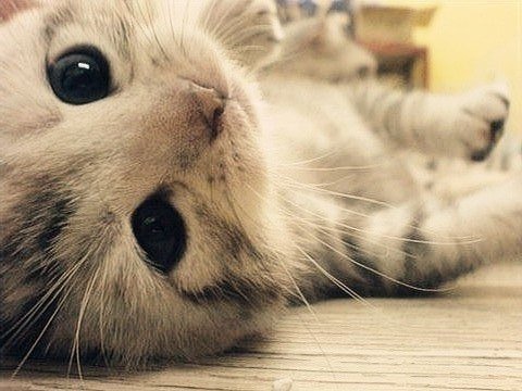 милашка