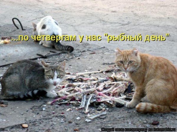 "Рыбный день "