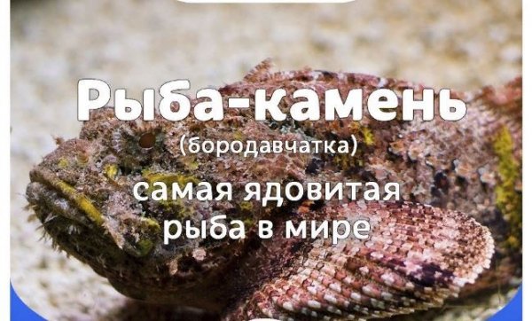 Риба-камінь