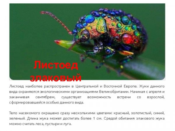 Листоед злаковый