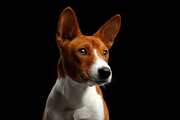 basenji-morda-vzgliad-portret-chernyi-fon