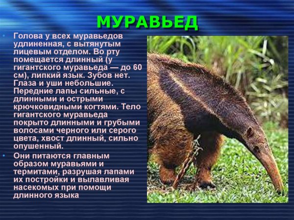 Муравьед