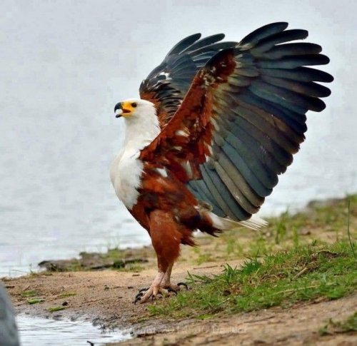 орел