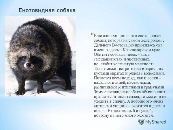 Енотовидная собака
