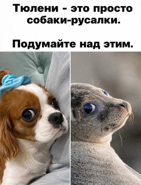 Собака русалка)