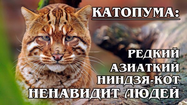 Катопума