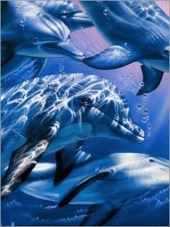 Животные дельфин 5
