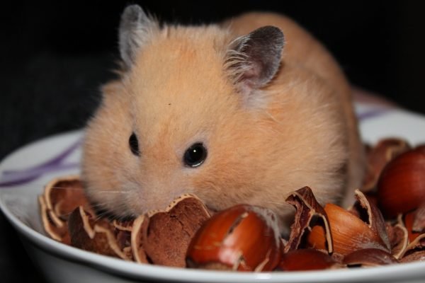 goldhamster-943374 960 720-600x400