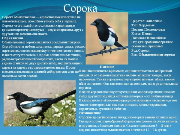 Сорока