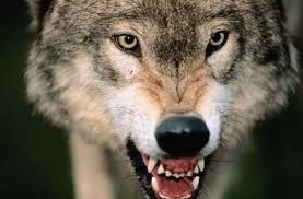 images (11)