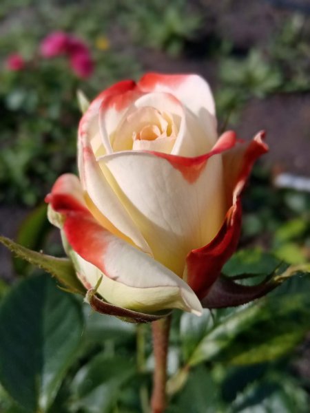 IMG 20220710 114845