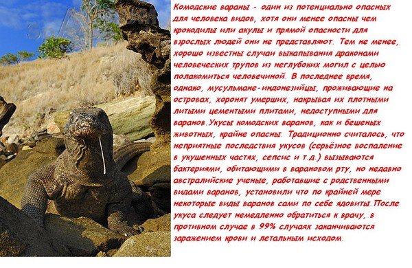 Комодские вараны