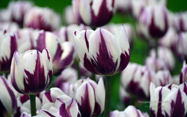 Tulip Festival by Thiyagarajan Swaminathan 3