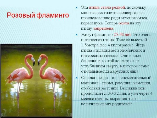 Розовый фламинго