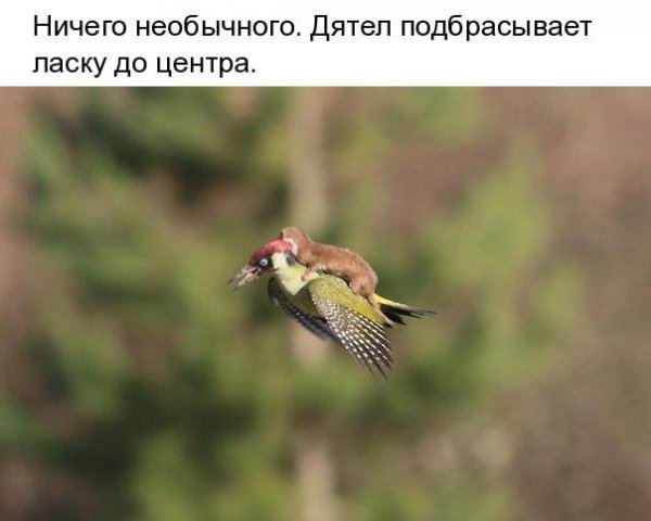 В центр
