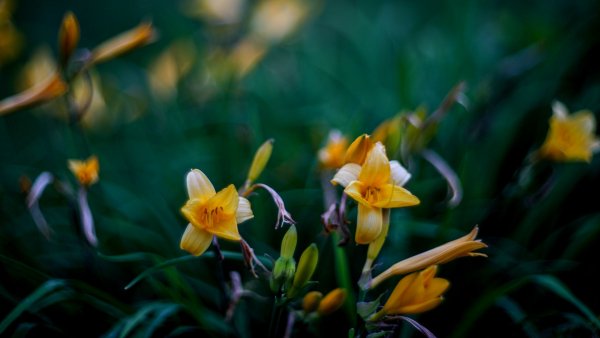 Dikaia liliia tsvety lepestki 1330619