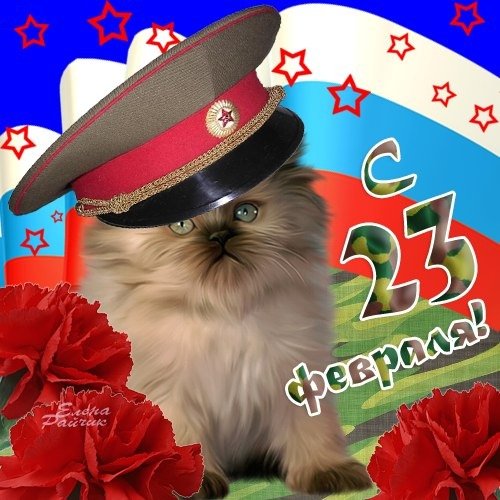 С 23 февраля котенок!