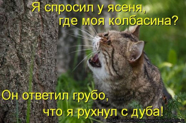 Рухнул с дуба!
