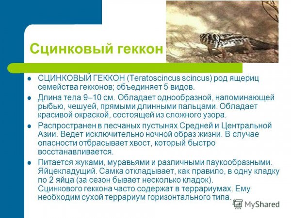Сцинковый геккон