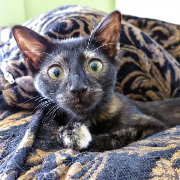 funny-cats-pics-073-009