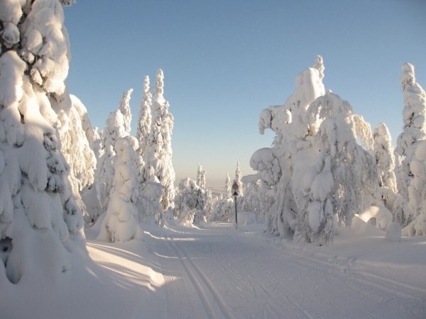 Зимняя красота