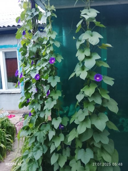 picture_393107313