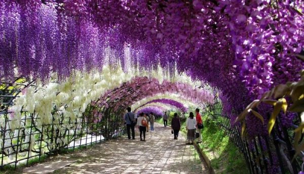 1-Kawachi Fuji Garden