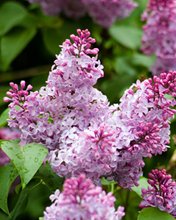Flowers 270