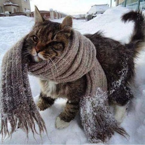 зимнее утро