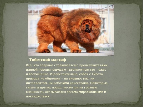 Тибетский мастиф