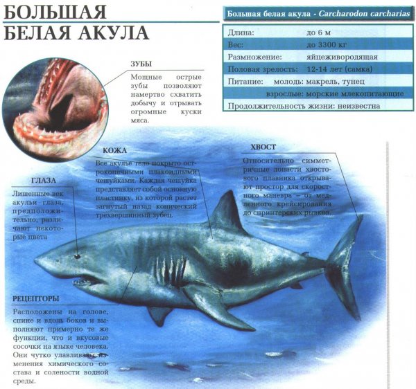 Большая белая акула