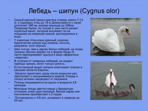 Лебедь - шипун
