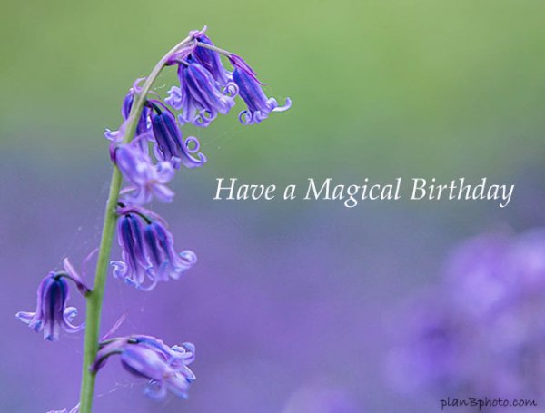Magical-Birthday-bluebells