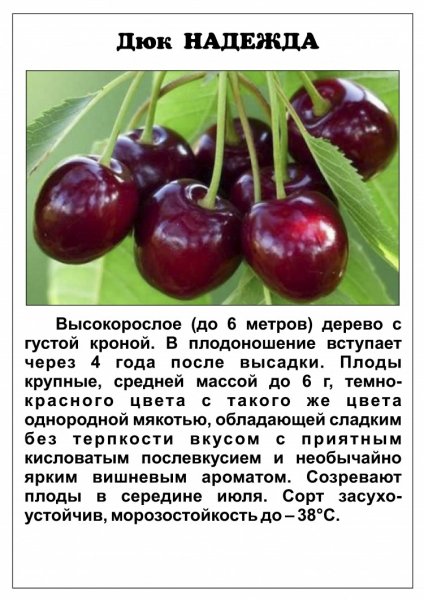 Дюк Надежда